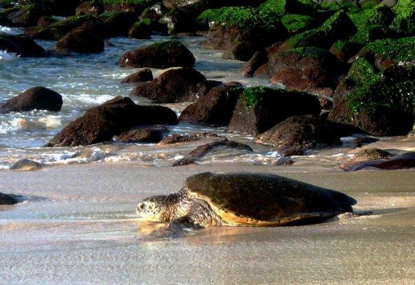 Honu at Turtle Beach, O’ahu