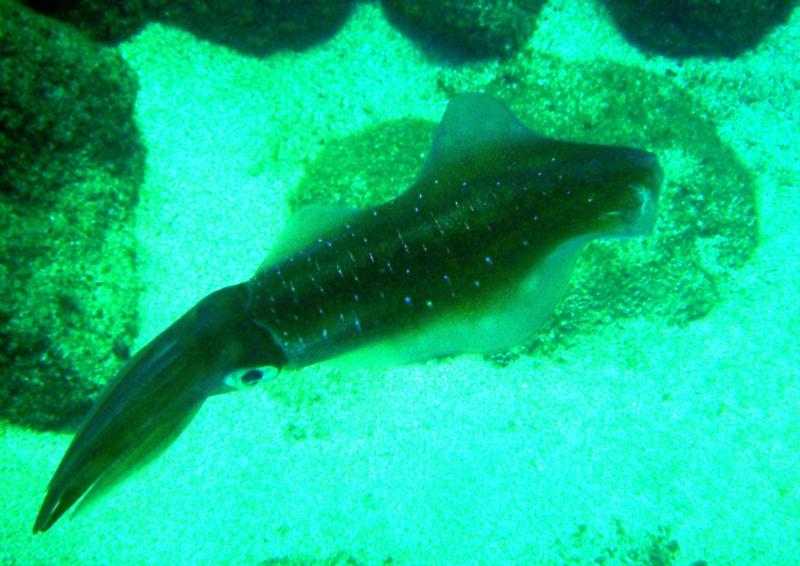 Bigfin Squid (Sepioteuthis lessoniana?), Waimea Bay, O’ahu