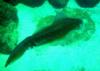 Bigfin Squid (Sepioteuthis lessoniana?), Waimea Bay, O’ahu