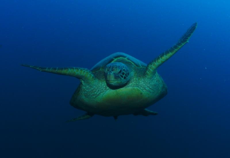 Honu (threatened green turtle), HI