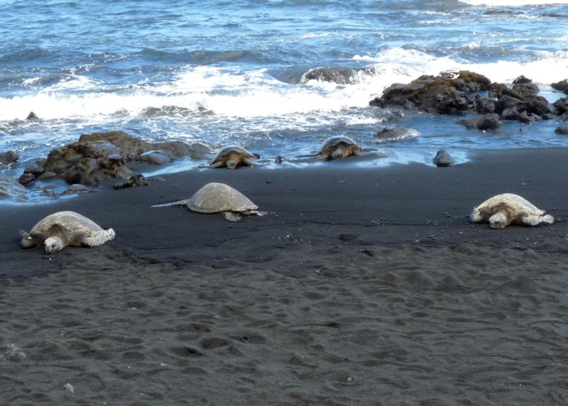 count them...Five honu at Punalu’u