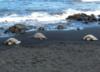 count them...Five honu at Punalu’u