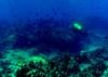 Under the Sea, Hanauma Bay