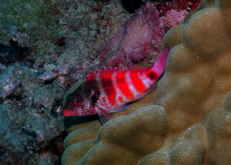 Piliko’a....Redbarred Hawkfish 