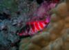 Piliko’a....Redbarred Hawkfish 