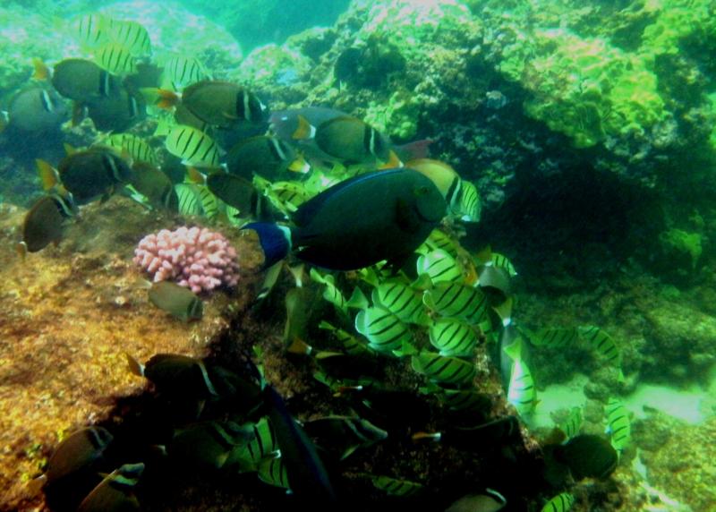 Pualu (ringtail surgeonfish), Pupukea