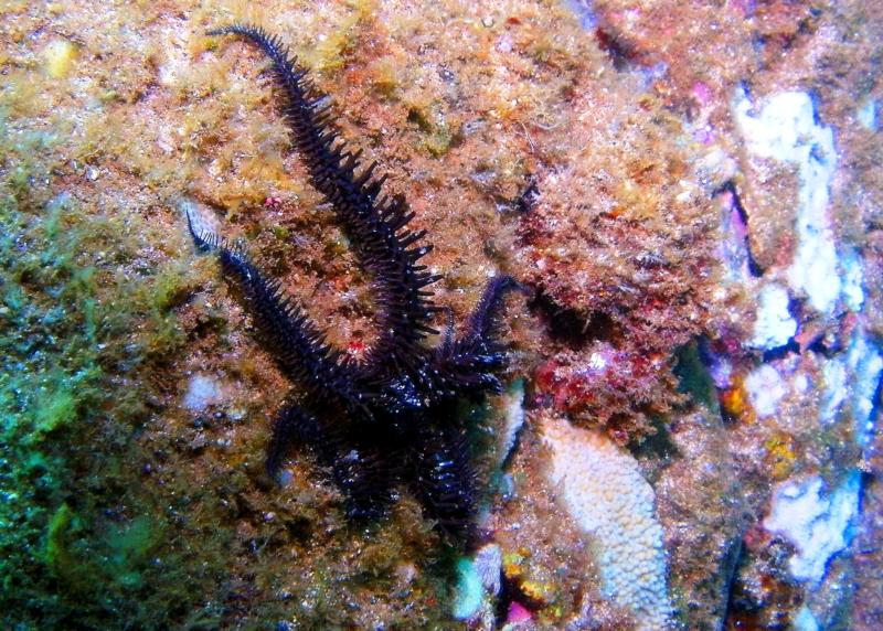 Spiny brittle star - Waimea Bay