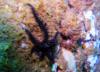 Spiny brittle star - Waimea Bay