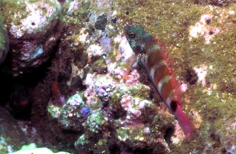 Piliko’a (redbarred hawkfish) Waimea