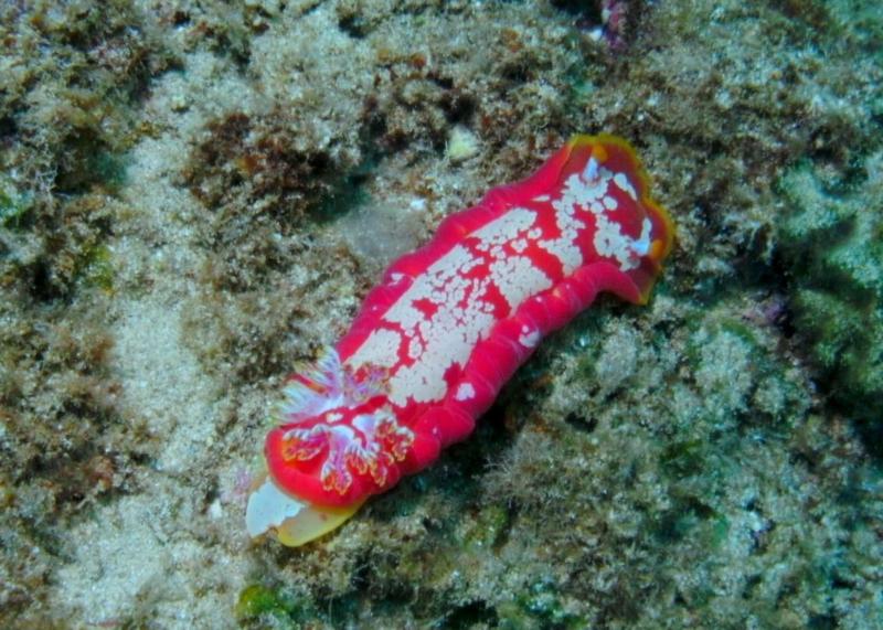 Spanish Dancer, Alligator Rock, O’ahu