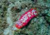 Spanish Dancer, Alligator Rock, O’ahu