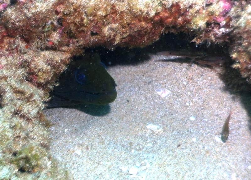 Puhi (Giant Moray) O’ahu