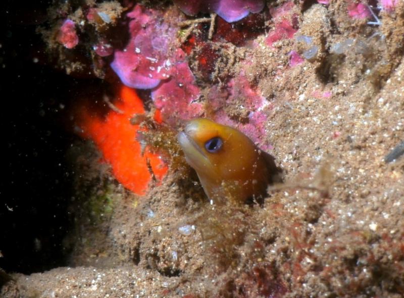 dwarf moray, Hale’iwa Trench