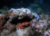 Hawaiian swimming crab & banded urchin