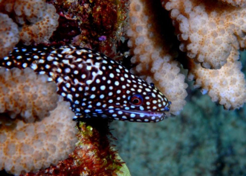 Puhi (stout moray) Magic Island, O’ahu