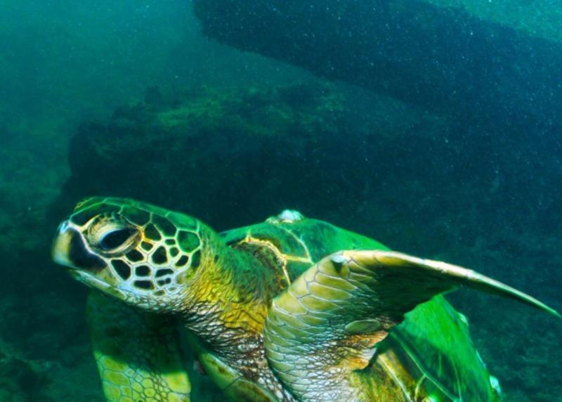 Friendly Honu at Magic Island O’ahu