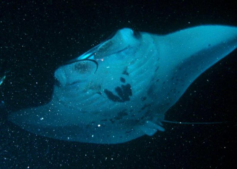 Hāhālua (Manta ray) Kona, HI