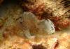 Leaf scorpionfish - Maunalua Bay