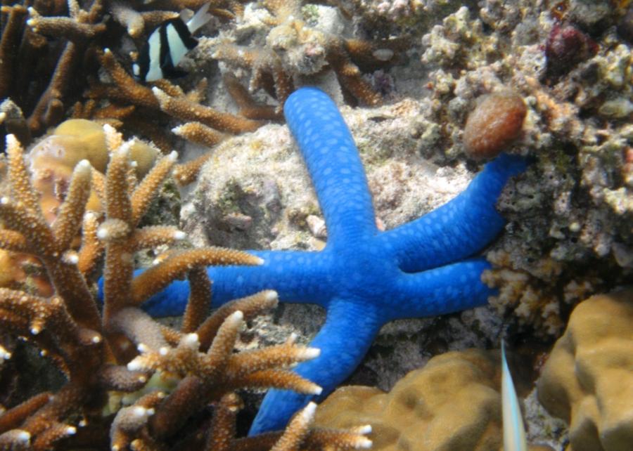 Blue Linckia Sea Star, Tumon Bay, Guam