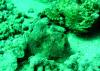 Pair of Frogfish