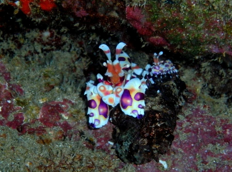 Harlequin Shrimp