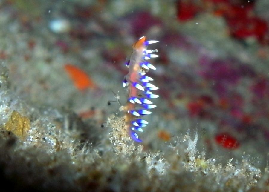 Flabellina exoptata?