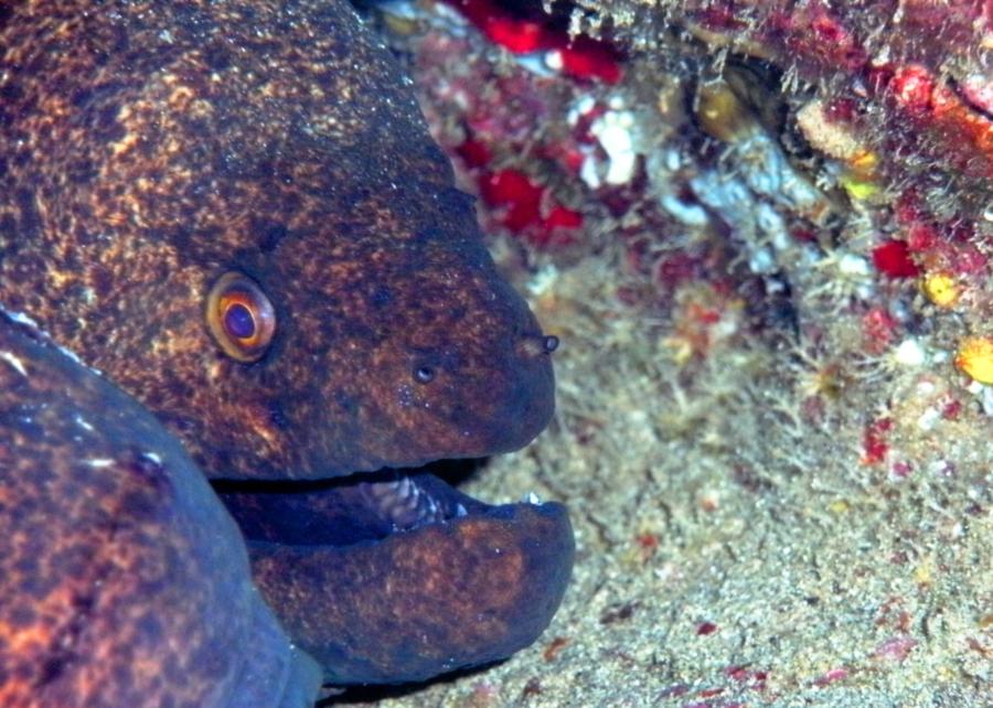 Puhi paka, yellowmargin moray