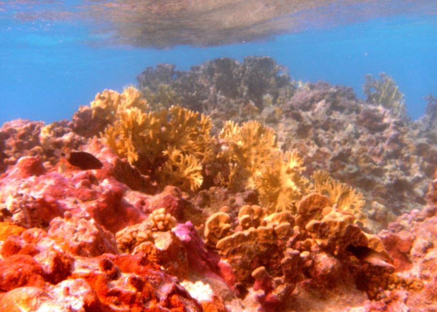 Corals at East Isle