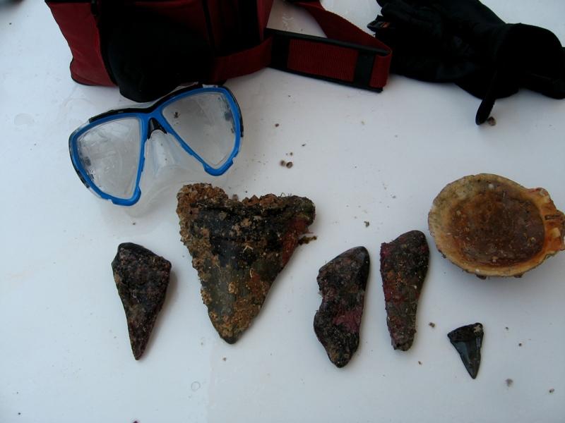 Second Dive Haul of Shark Teeth