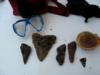 Second Dive Haul of Shark Teeth