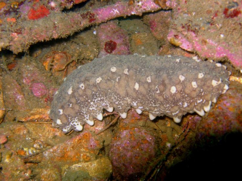 Large Sea Cucumber