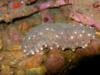 Large Sea Cucumber