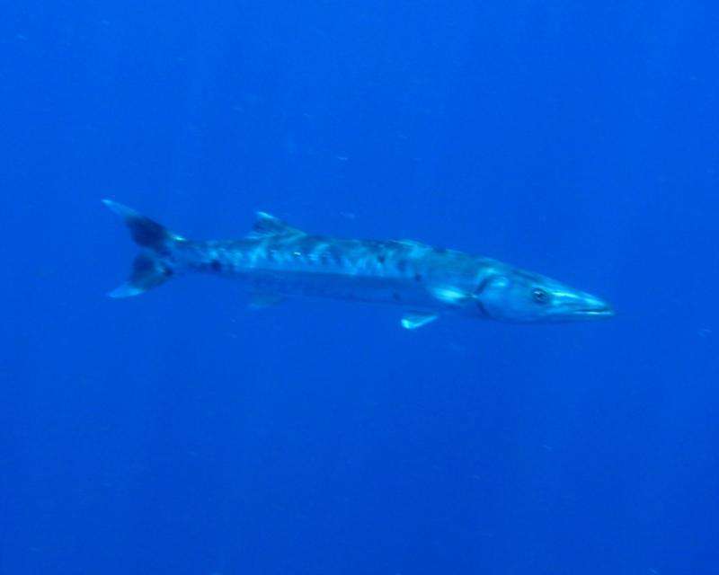 This Big Boy followed me all the way to the ladder on the dive boat.