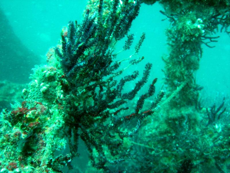 Coral on Wreckage