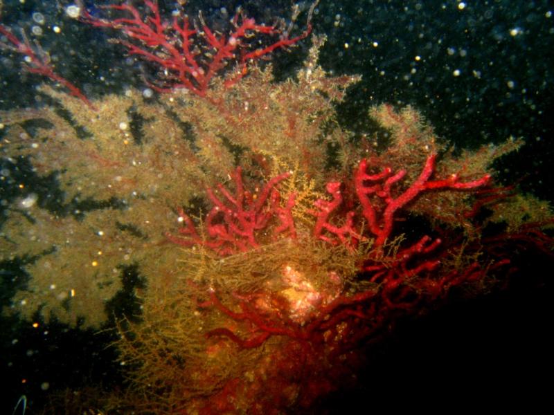 Red Coral on Wreckage