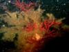 Red Coral on Wreckage