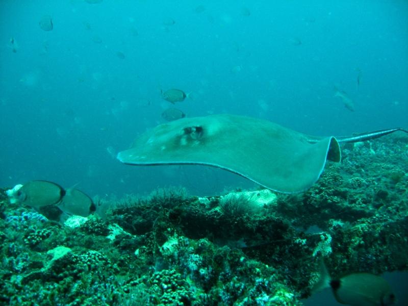 Stingray on the Hyde