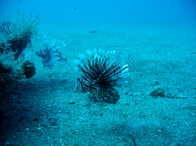 Rosin Wreck - Lion Fish Pair