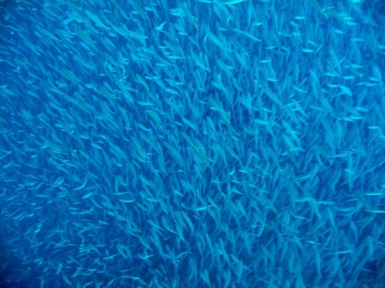 Rosin Wreck - Enormous School of Fish