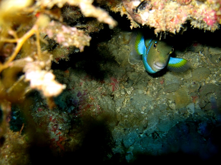 Puffer Ledge - Happy In His Home