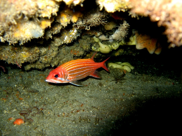 Puffer Ledge - Little Red Buddy