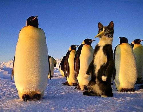 Undercover Antarctic Penguin Research