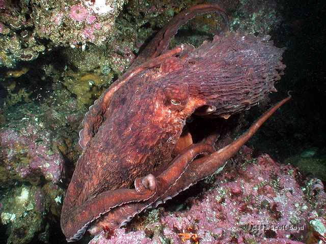 Giant Pacific Octopus of Puget Sound