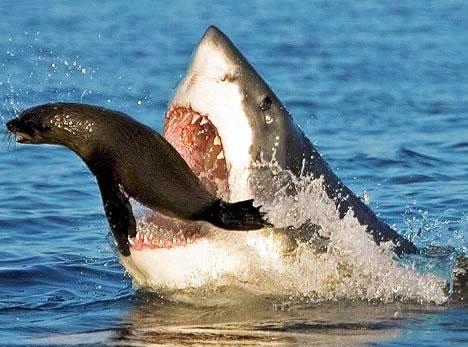 Shark verses Seal