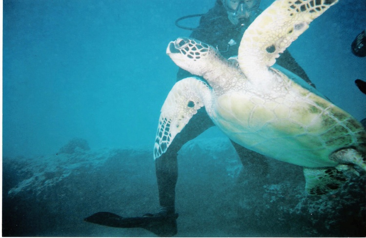 Sea Turtle Oahu