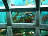 Seatle Aquarium Underwater Dome