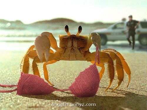 Good Crab!