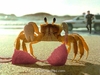 Good Crab!