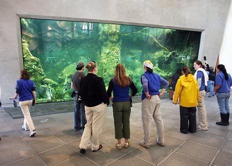 Seattle Aquarium Window on Washington Waters (WOWW) Tank