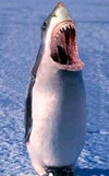 Penguin Shark